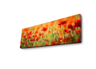 mania-asr-239shn1213_2