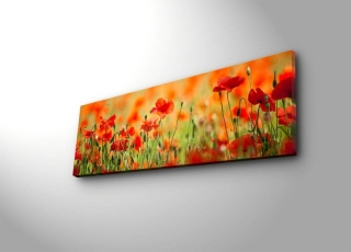 mania-asr-239shn1213_5