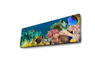 mania-asr-239shn1263_2