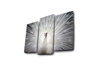 mania-asr-254led4266_2