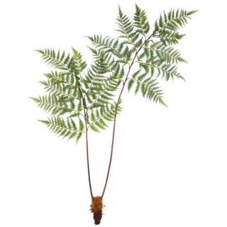 Umelá Rastlina Dyropteris, V: 150cm